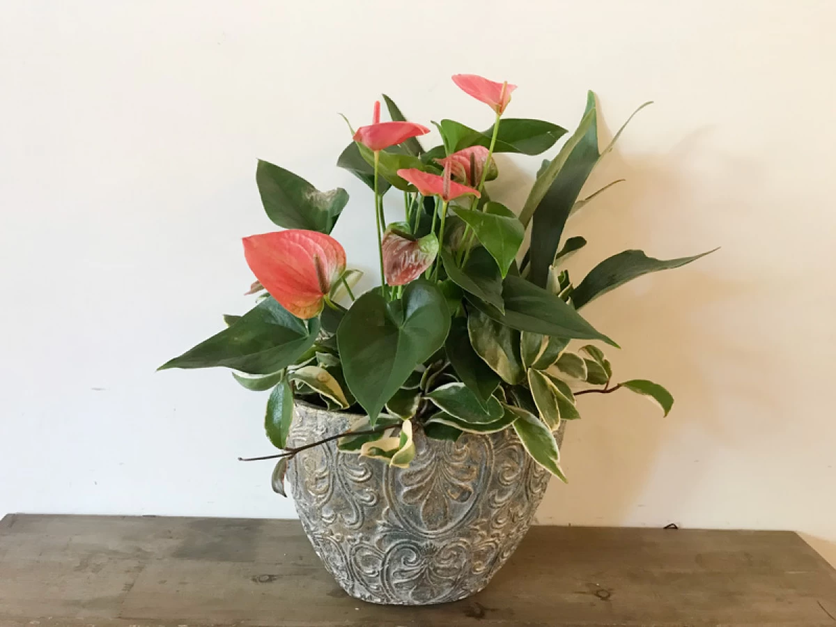 バースデープレゼント[花鉢 お祝い]ピンクのアンスリウムとグリーンの寄せ植え 船形鉢