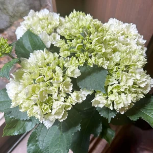 父の日ギフトに!【白いアジサイ花鉢通販】紫陽花　ティアモ