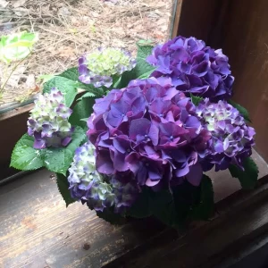 引越し祝いプレゼント あじさい[花鉢ギフト]紫陽花 パープルビューティー
