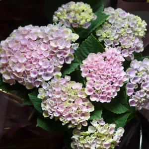 還暦祝い 紫陽花 鉢植え アジサイ マジカルシリーズ(ハイドランジア)