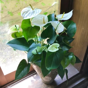 入籍 新築祝い 人気の観葉植物 [花鉢プレゼント]白いアンスリウムの寄せ植え