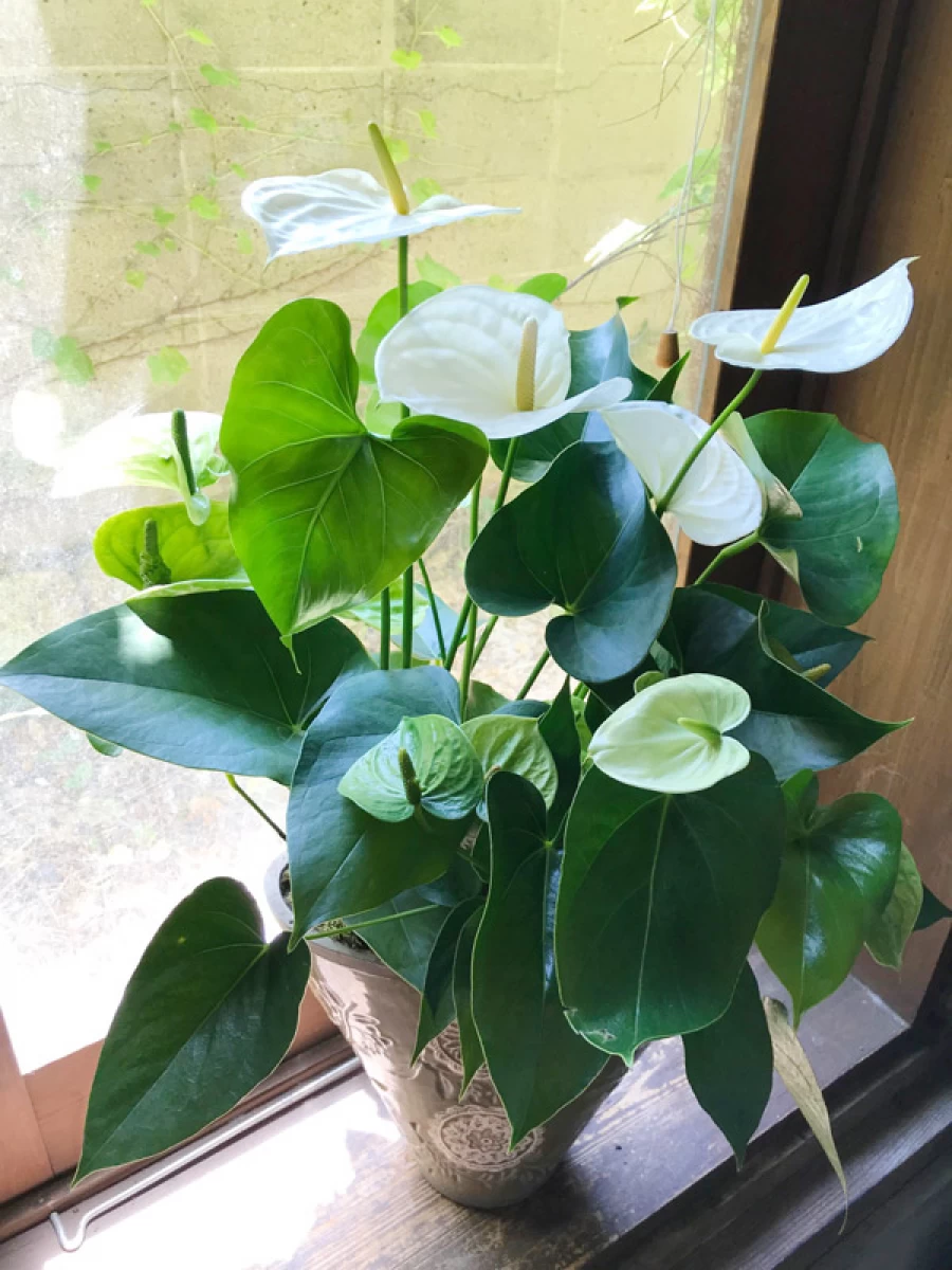 入籍 新築祝い 人気の観葉植物 [花鉢プレゼント]白いアンスリウムの寄せ植え