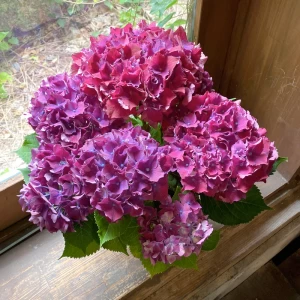 父の日お祝い 誕生日プレゼント[オシャレな花鉢ギフト]紫陽花 カルメン