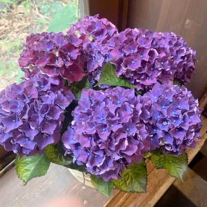 父の日ギフト　古希祝い 人気色!オシャレな濃い紫色[花鉢ギフト]紫陽花 カルメン 5寸