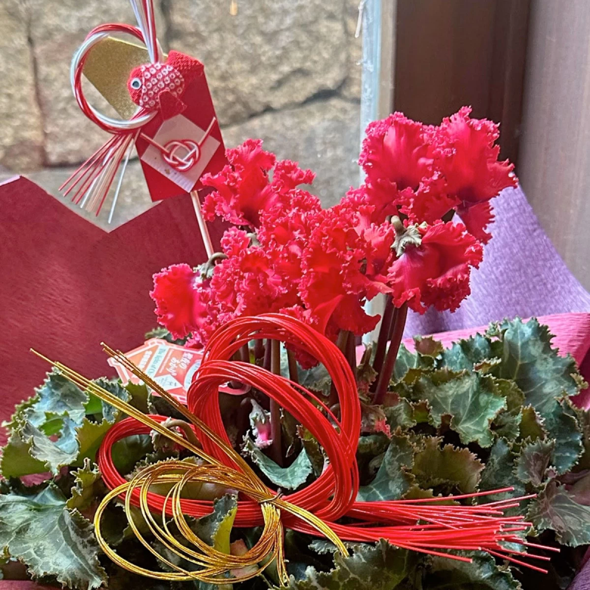 冬の花鉢プレゼント　シクラメン　赤　フリンジ　6寸鉢