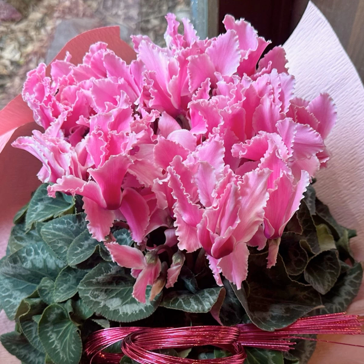 冬の花鉢プレゼント　シクラメン　ピンク　フリンジ　5寸鉢