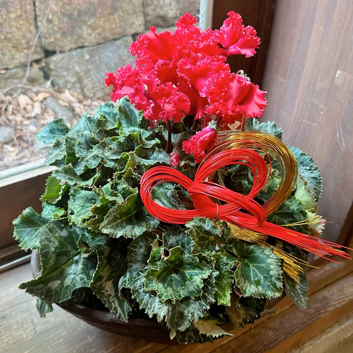 冬の花鉢プレゼント　シクラメン　赤色　フリンジ　和風陶器鉢