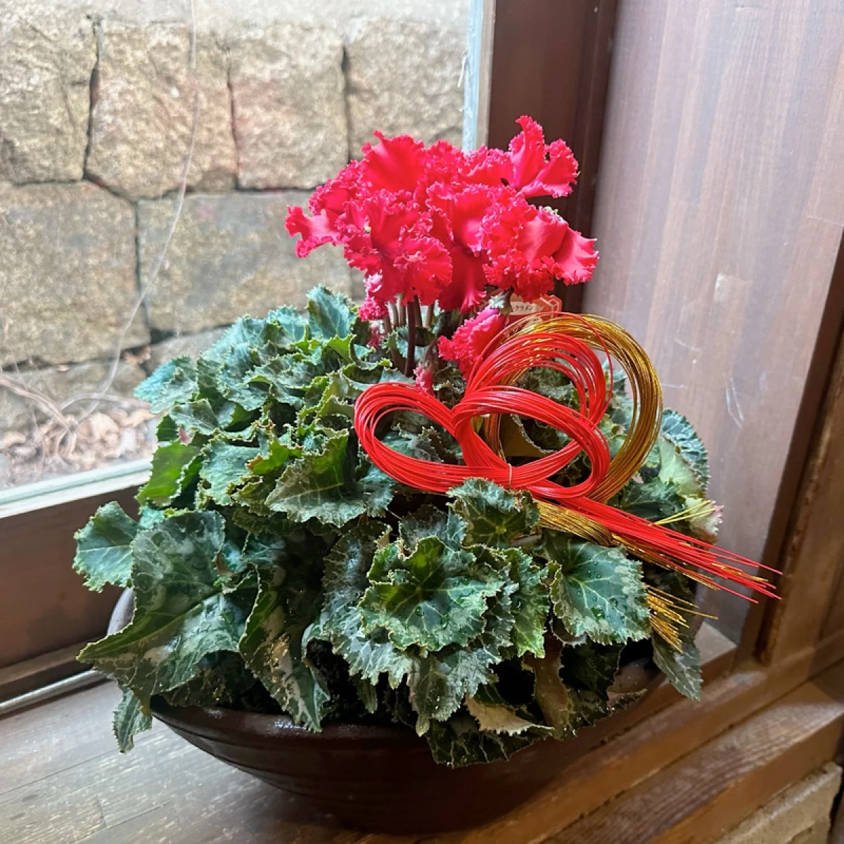 冬の花鉢プレゼント　シクラメン　赤色　フリンジ　和風陶器鉢