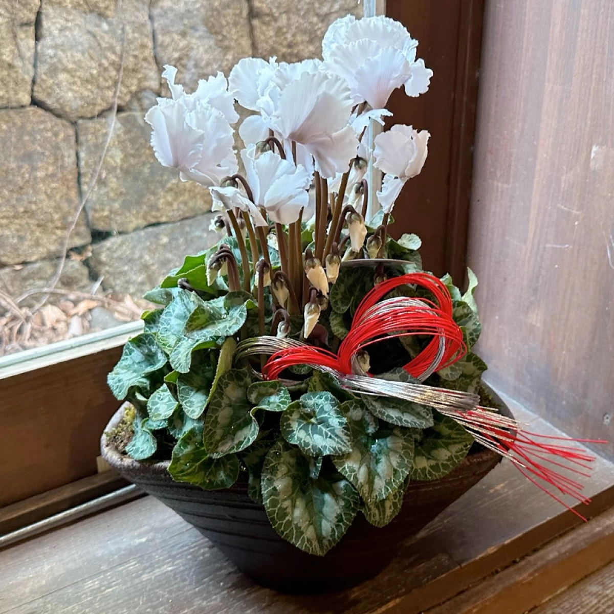 冬の花鉢プレゼント　シクラメン　白色　フリンジ　和風陶器鉢